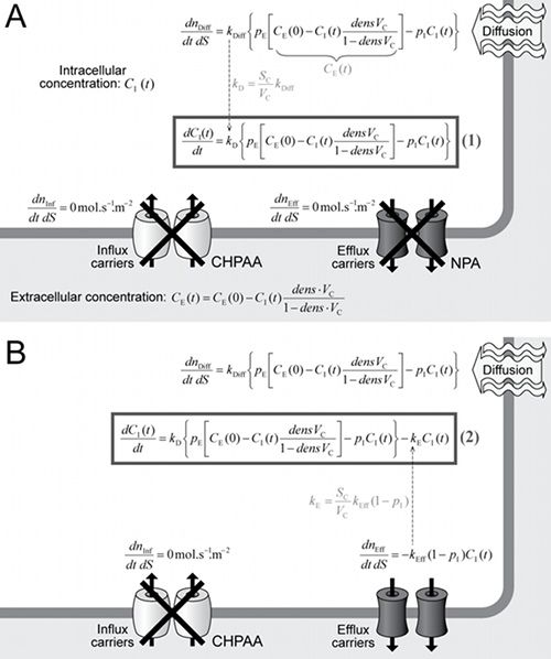 Znázornění konstrukce matematického modelu akumulace 2,4-D v buňce Znázornění konstrukce matematického modelu akumulace 2,4-D v buňce
